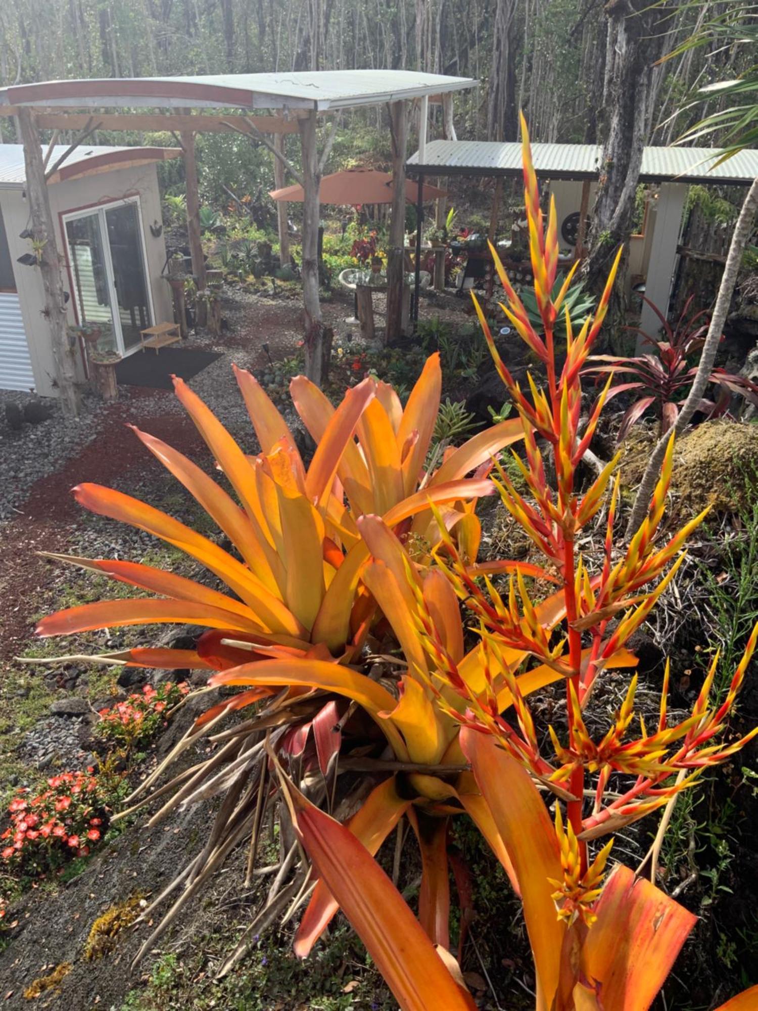 Exotic Garden At Amazing Volcano Fissure Casa de Campo *
