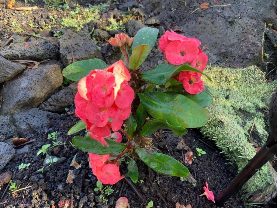 Casa de Campo Exotic Garden At Amazing Volcano Fissure