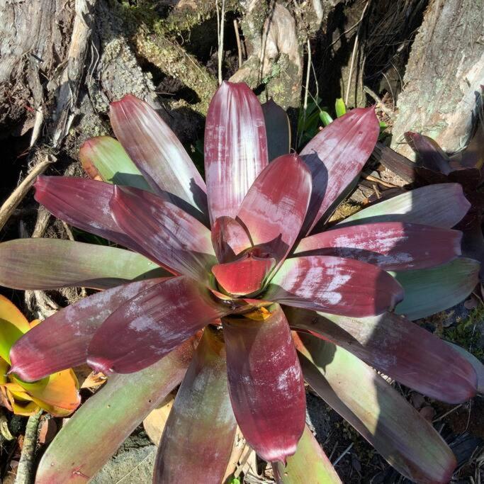 Exotic Garden At Amazing Volcano Fissure *