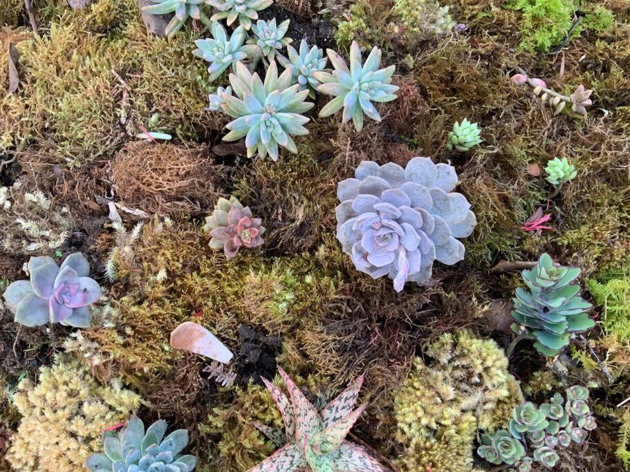Exotic Garden At Amazing Volcano Fissure Mountain View
