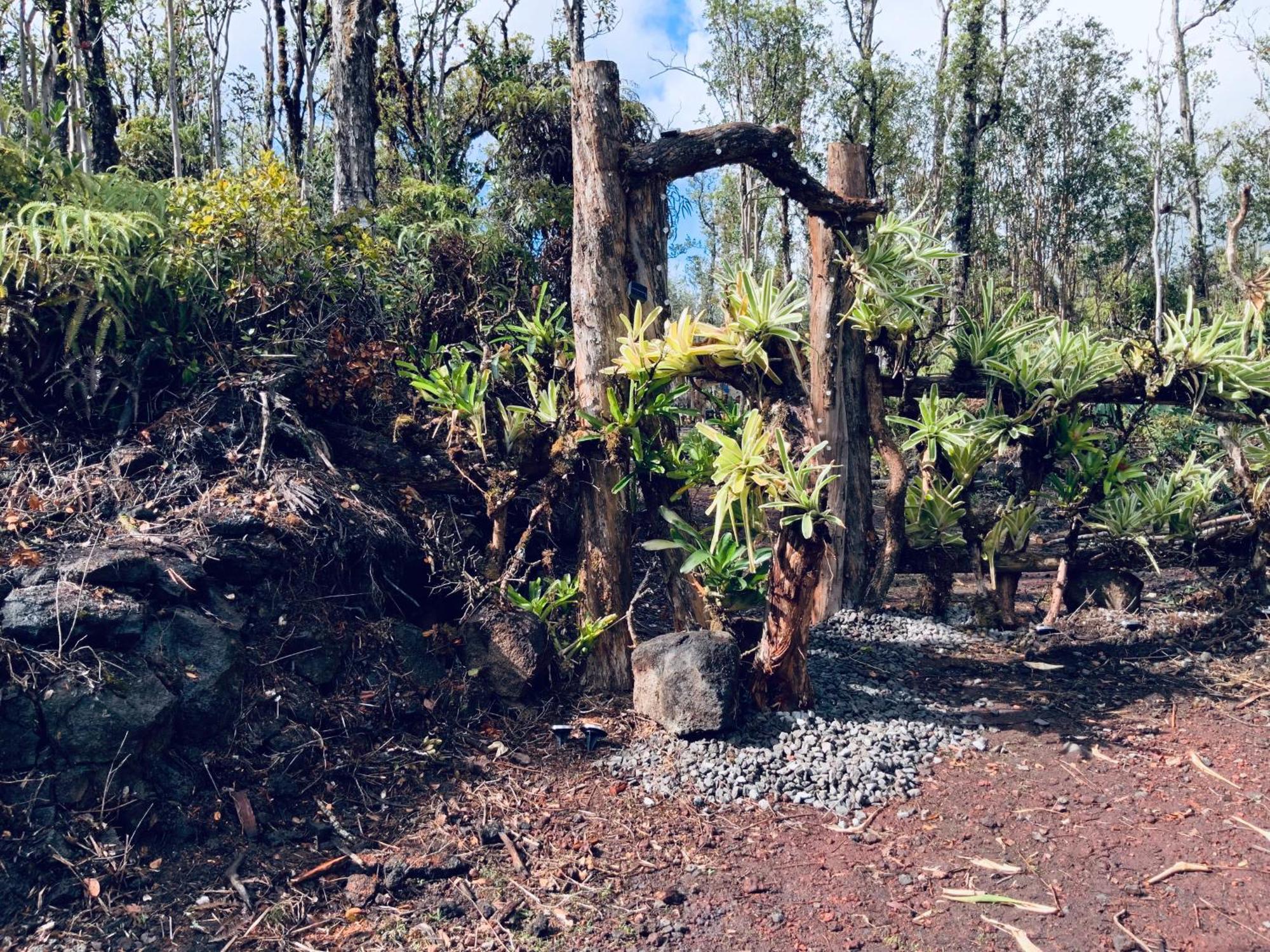 Exotic Garden At Amazing Volcano Fissure