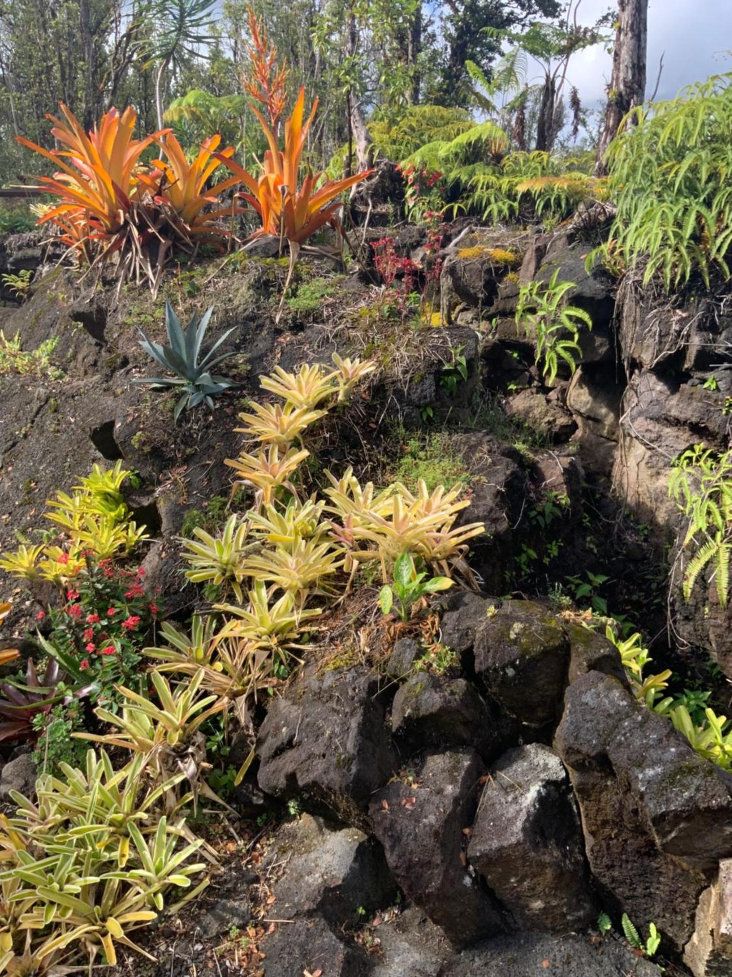 Exotic Garden At Amazing Volcano Fissure