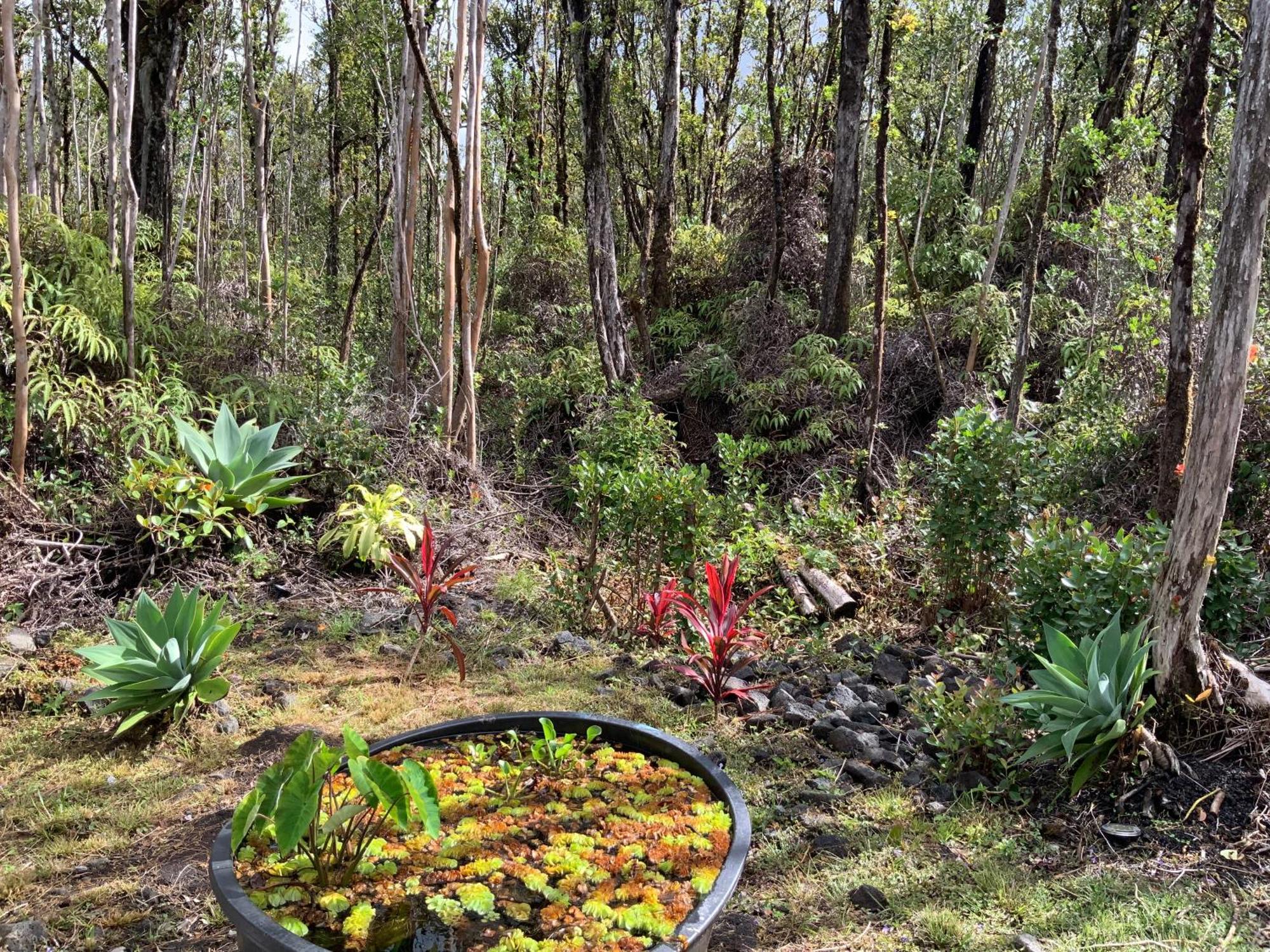 Exotic Garden At Amazing Volcano Fissure