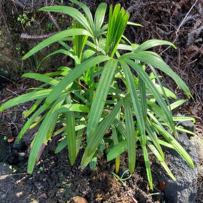 Landhaus Exotic Garden At Amazing Volcano Fissure Mountain View