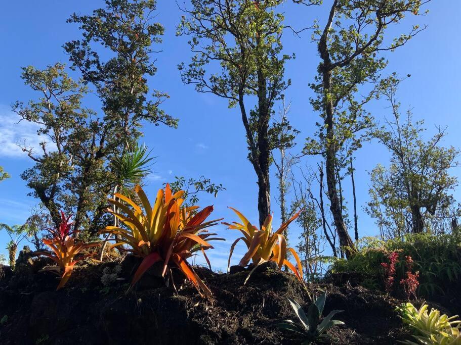 Exotic Garden At Amazing Volcano Fissure *