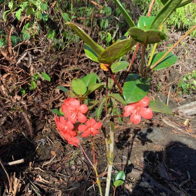 Landhaus Exotic Garden At Amazing Volcano Fissure Mountain View