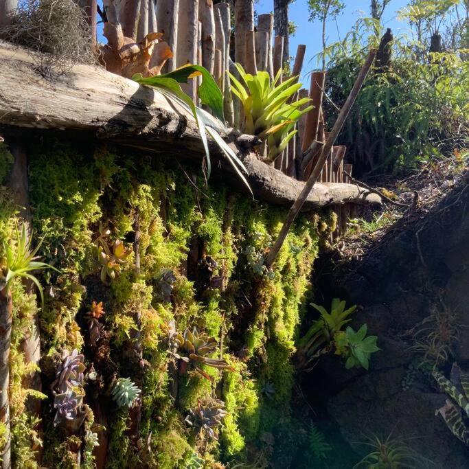 Exotic Garden At Amazing Volcano Fissure * Mountain View