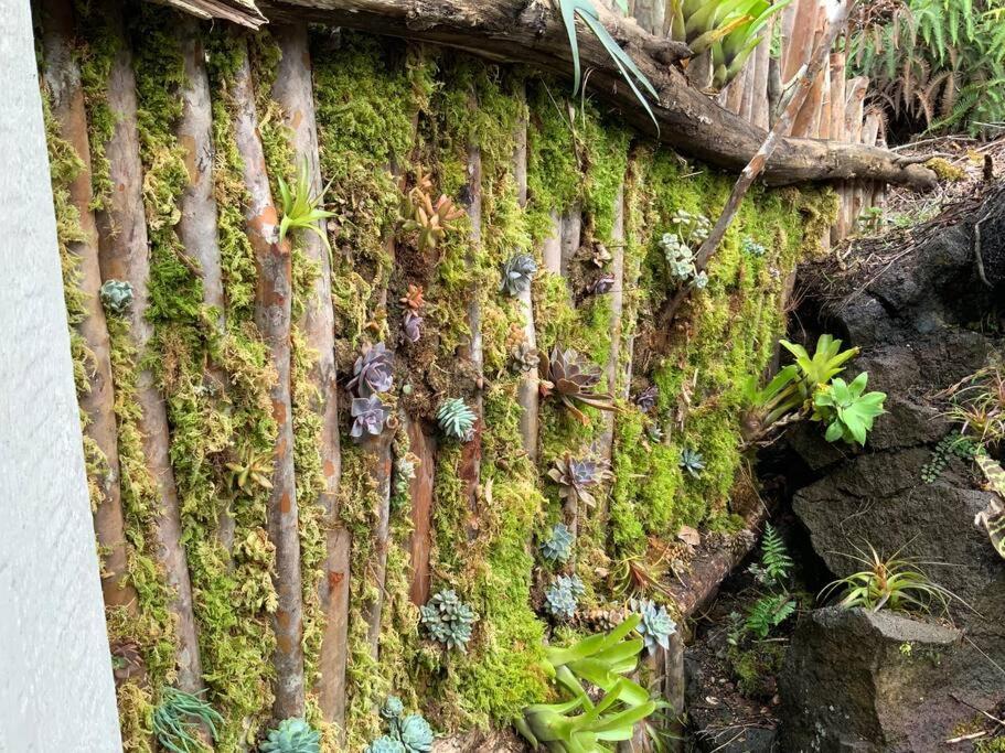 Exotic Garden At Amazing Volcano Fissure * Mountain View